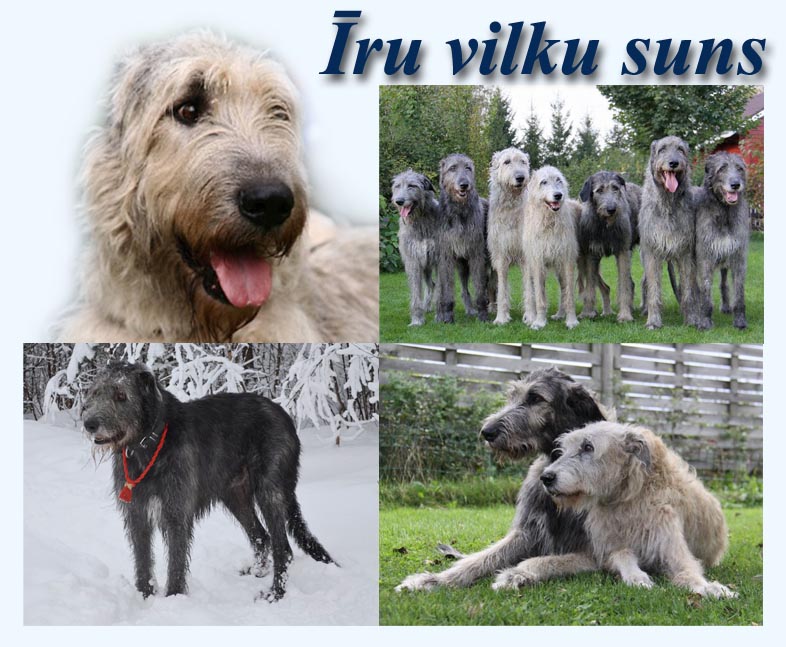 Irish Wolfhound