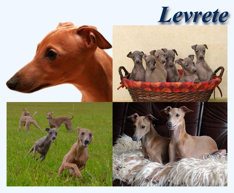 Italian Greyhound