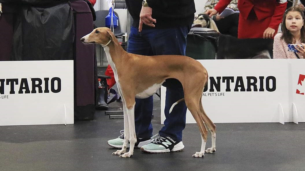 Azawakh Eidi n`Amanar Jasira