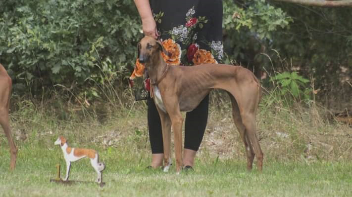 Azawakh Sahra Amber Sand