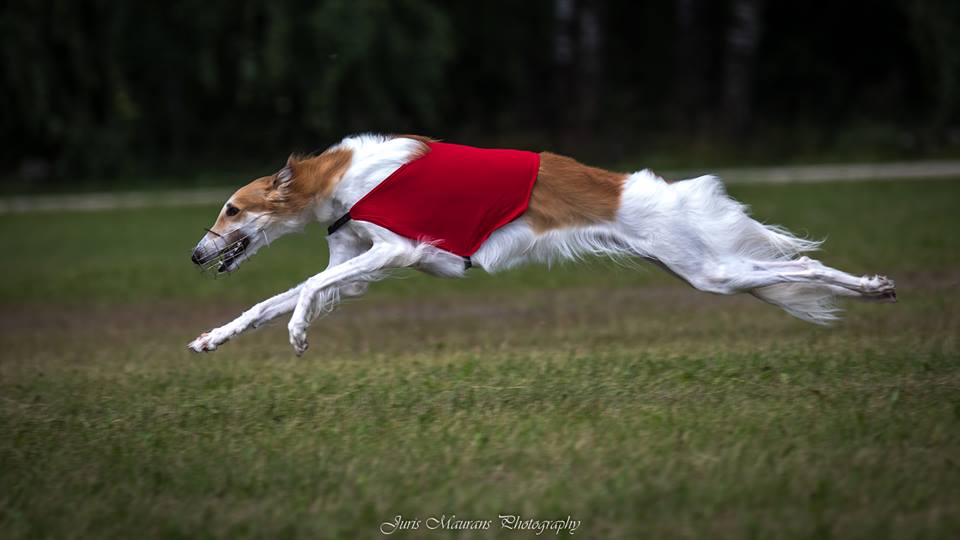 Borzoi Alana Elegant Amber