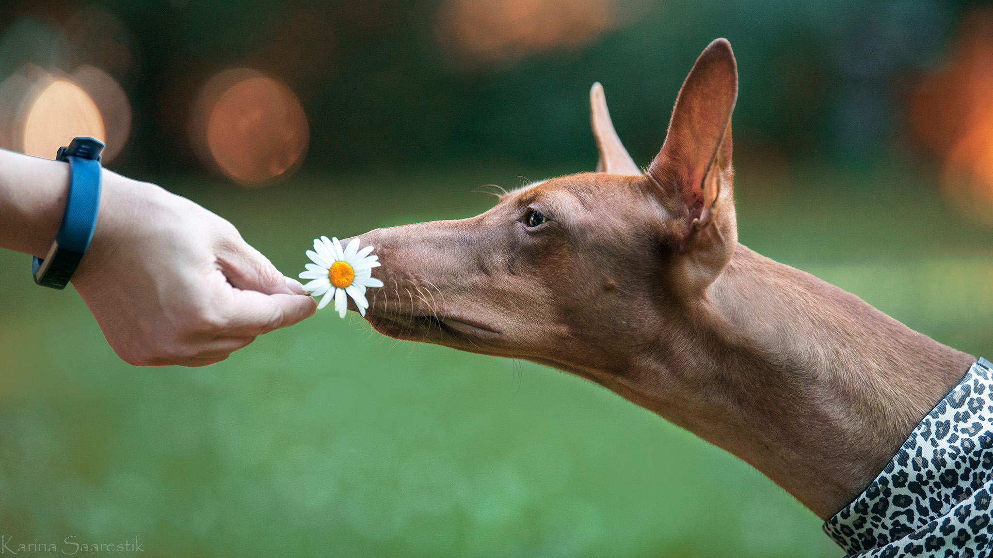 Cirneco dell`Etna Mia Santo`s Duca Dei Draghi