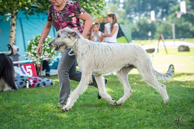 Irish-Wolfhound STARRING BOY Festina