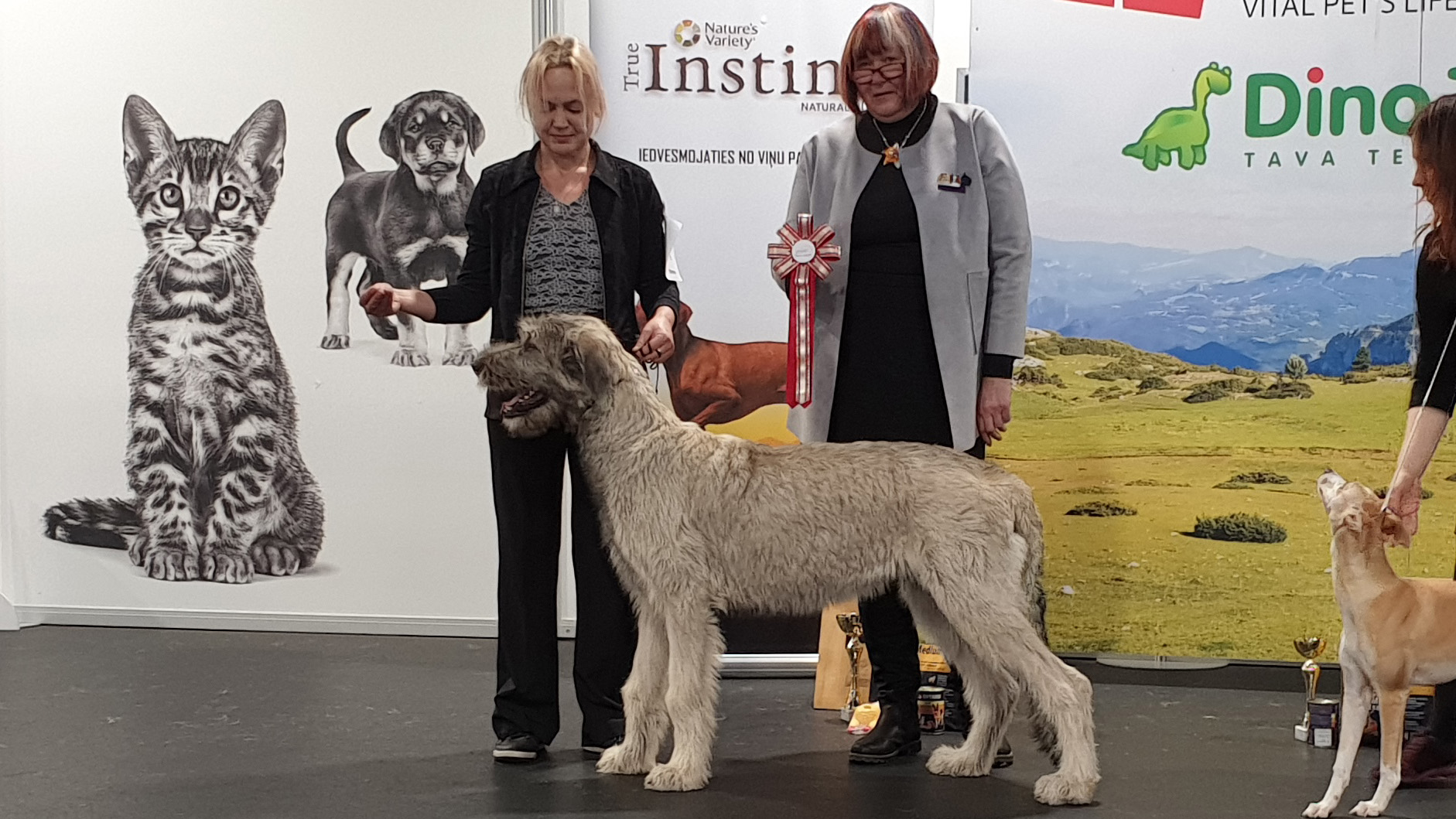 Irish-Wolfhound VALAR LEGENDA IMLADRIS