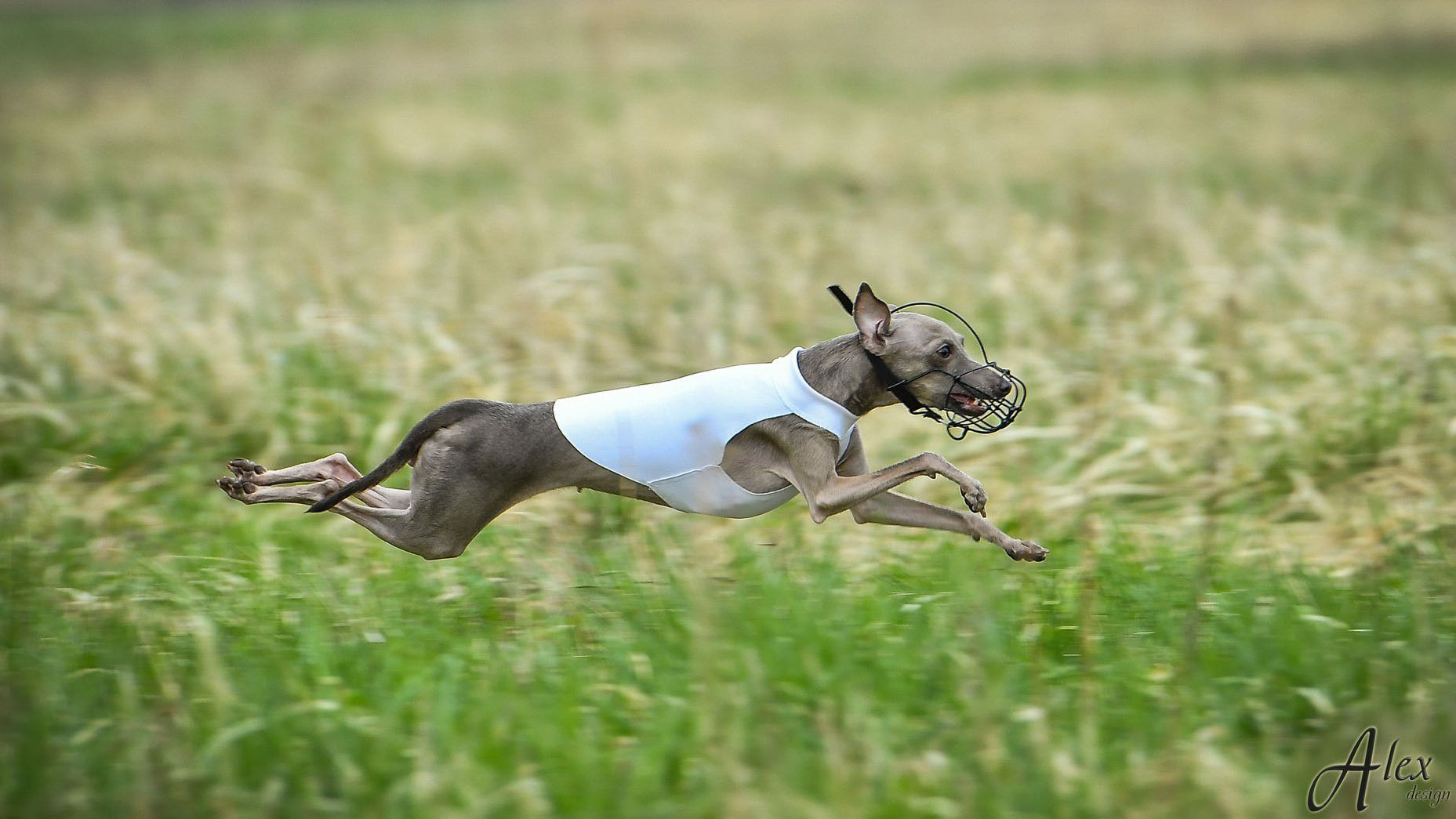 Italian Greyhound ASTRA BRAVISSIMO BERNARDETTA