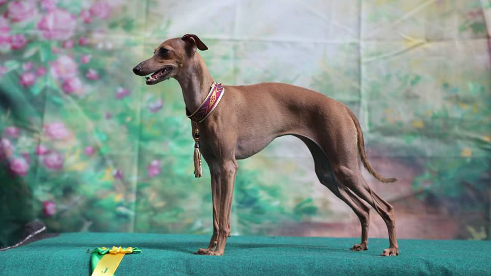 Italian Greyhound ASTRA BRAVISSIMO TOSCANA