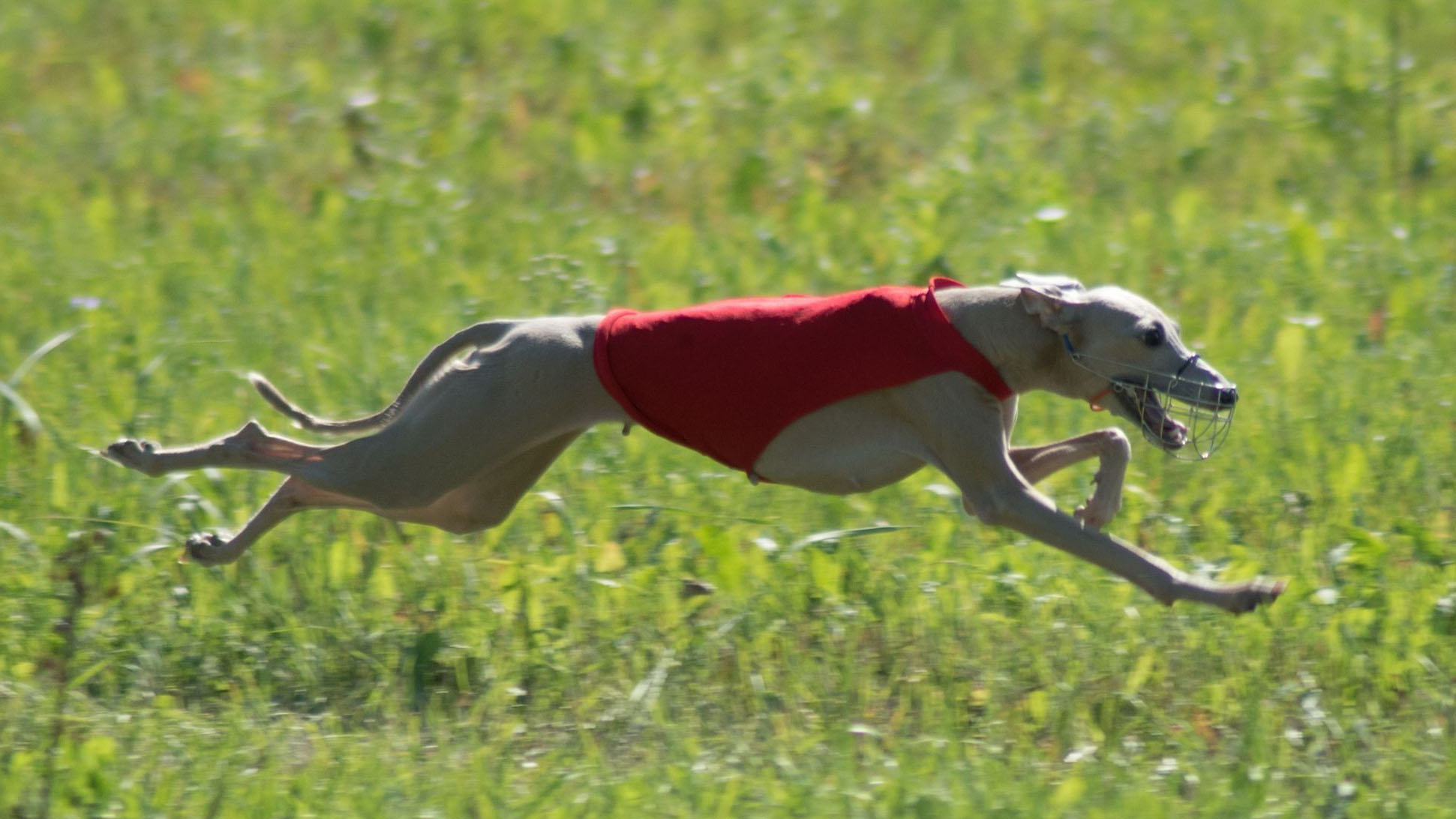 Italian Greyhound BERENICE MIELAS KUPIDONAS