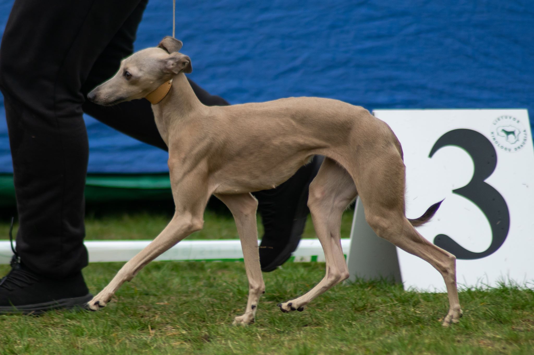 Italian Greyhound CANIS NOBILITAS CANDY