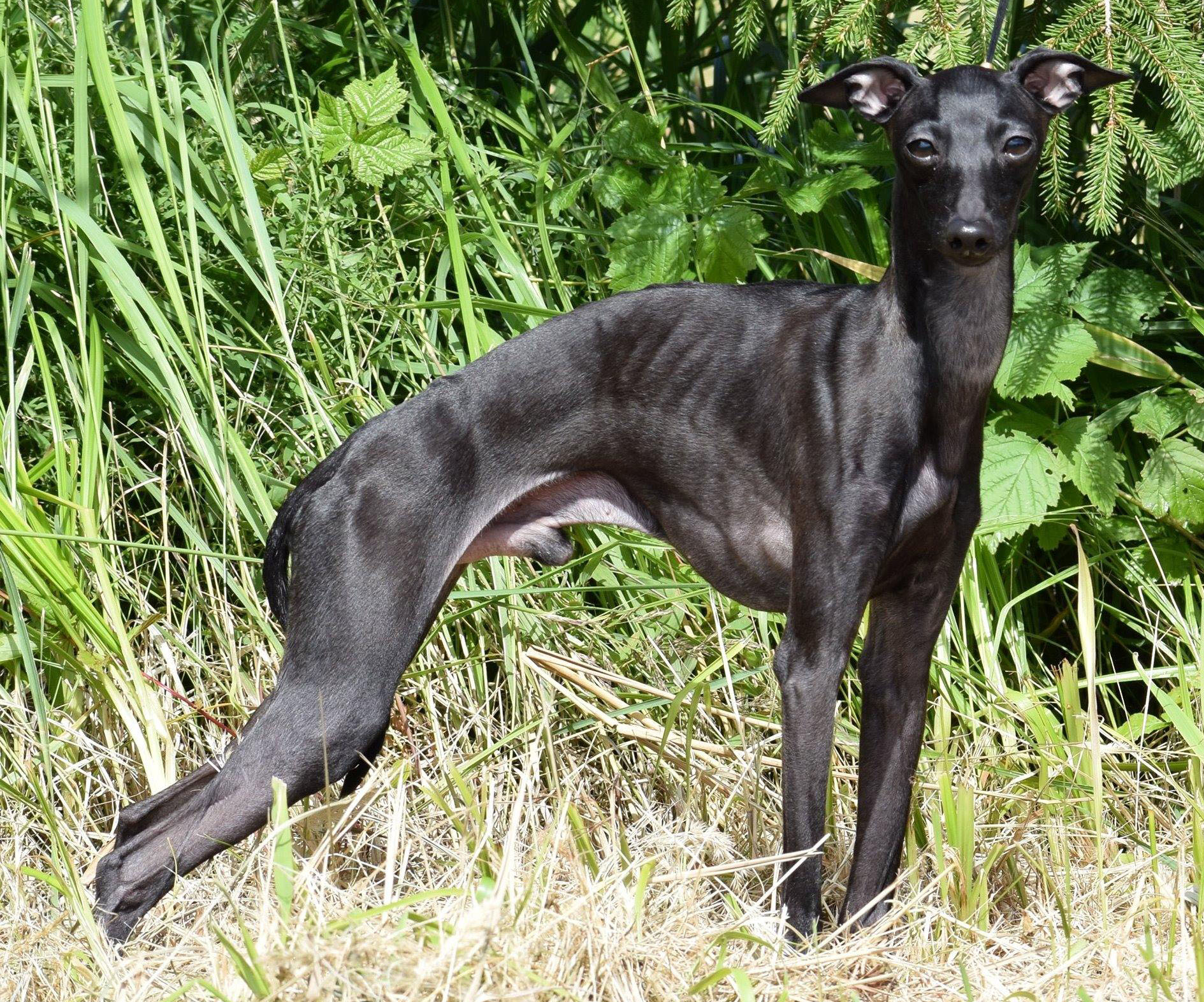 Italian Greyhound CANIS NOBILITAS CAVALLI
