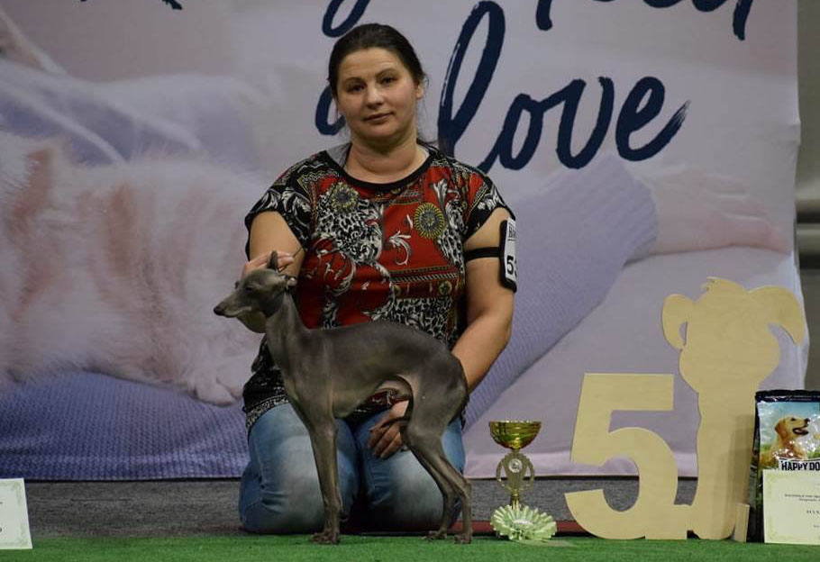 Italian Greyhound GLINNALIS BERNARDO