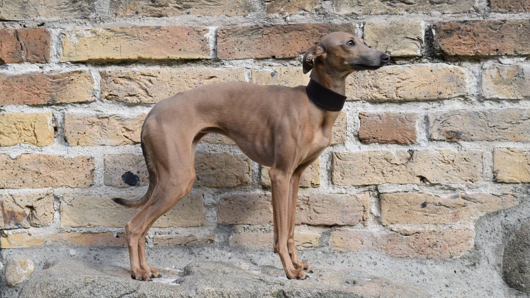 Italian Greyhound PATRICIA MIELAS KUPIDONAS