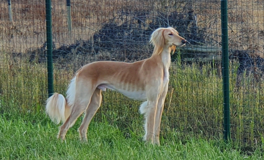Saluki Bel Etual Vallient
