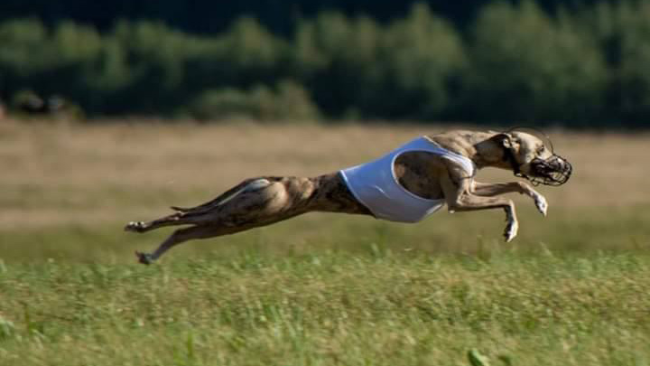 Whippet ADELAIDA GREENFIELD DOGS