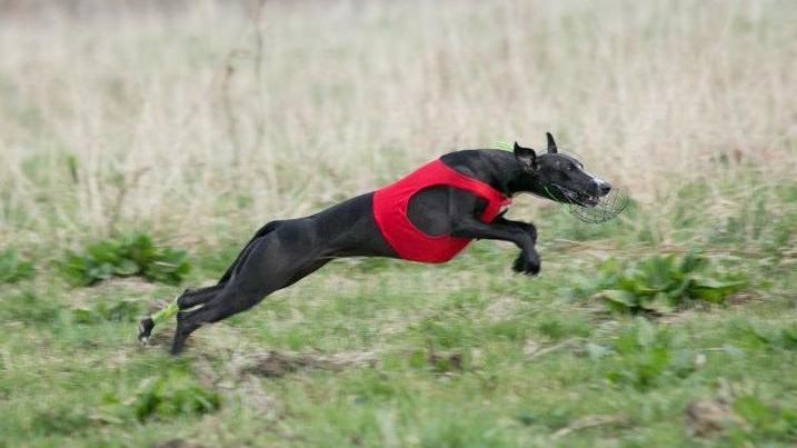 Whippet ISIDA ISADORA DUNKAN DOMINIJA