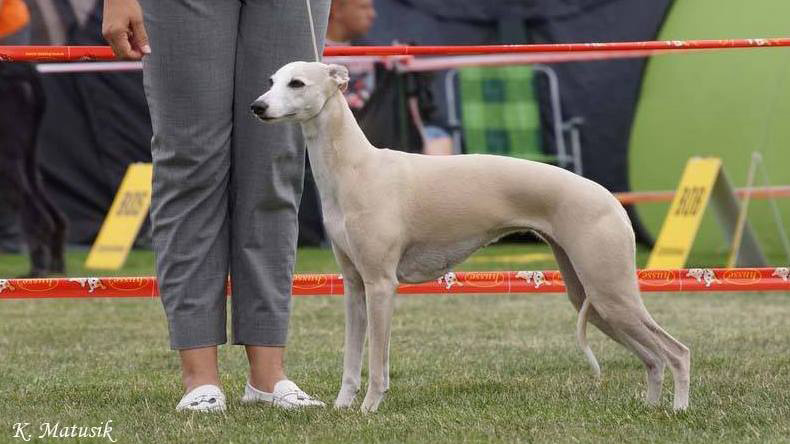 Whippet JELLIED SWEETS  DOMINIJA