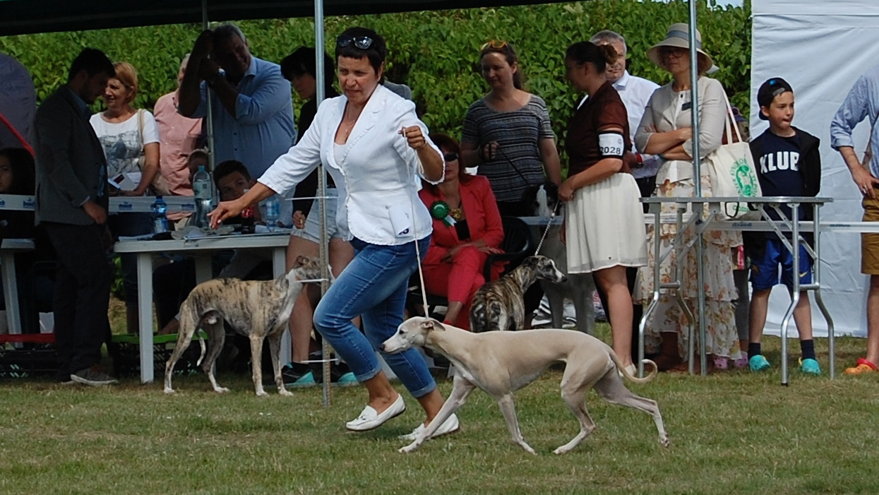Whippet MARIELA’S CLOUDBERRY  DOMINIJA