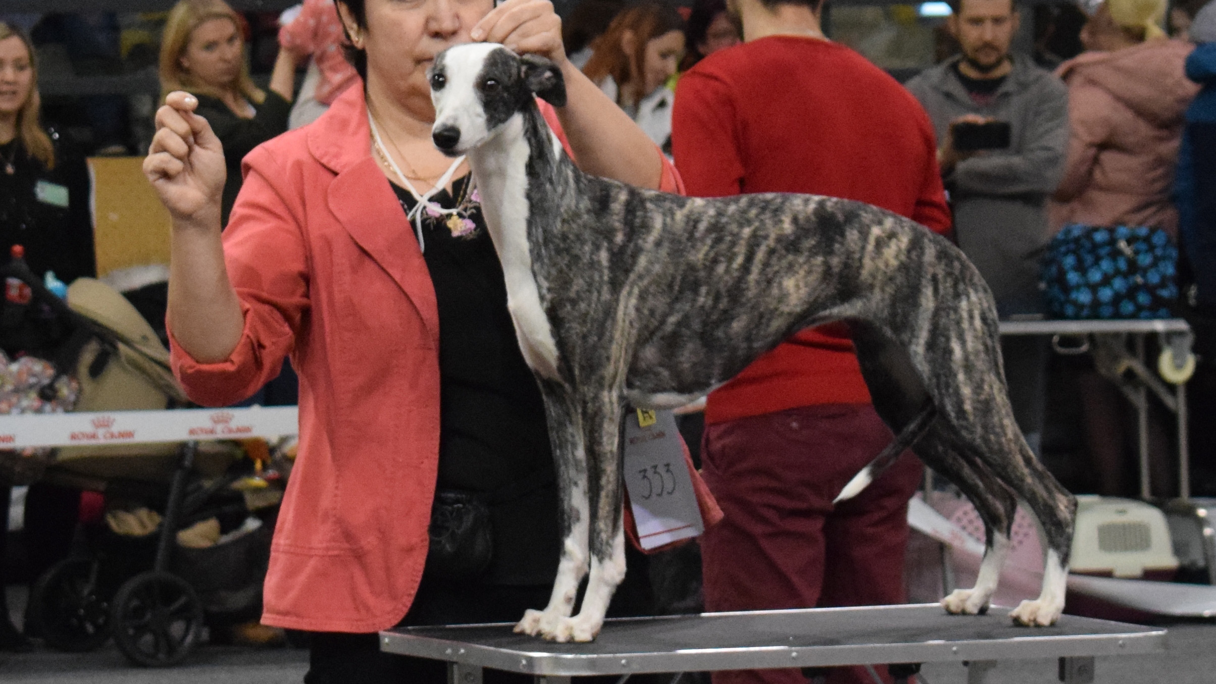 Whippet TONETTE SPIRITUALITY DOMINIJA