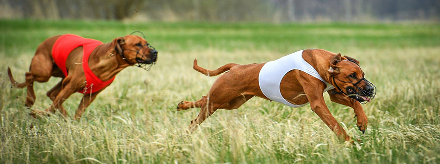 Lure Coursing CACL competition 12.05.2019