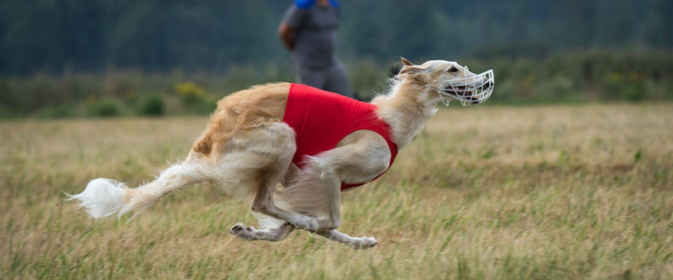 CACL CLUB WINNER 2018