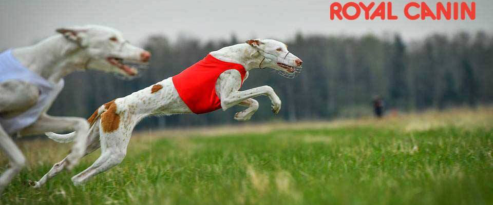 CACIL LV WINNER 2018